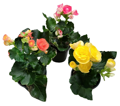 Rieger Begonia Assortment